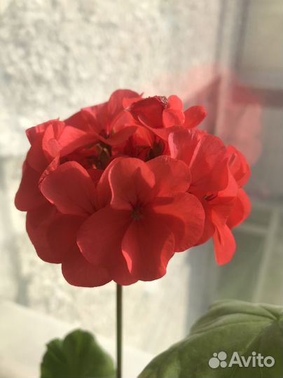Пеларгония герань