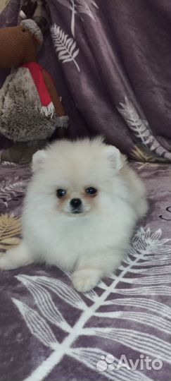 Померанский шпиц мини
