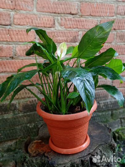 Спатифиллум