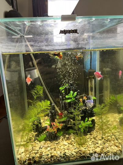 Аквариум