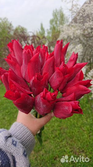 Тюльпаны (луковицы)