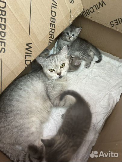 Котята даром