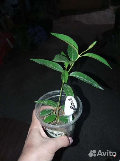 Дипладения (Мандевилла) бордовая