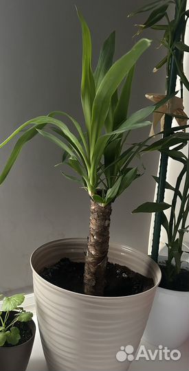 Пальма Юкка с горшом
