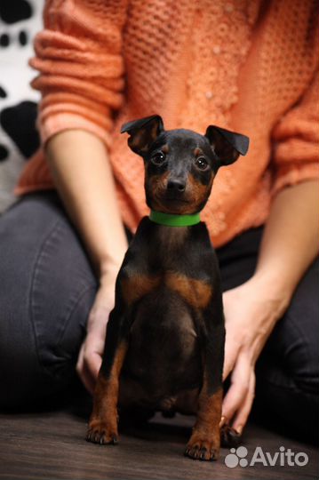 Цвергпинчер щенки