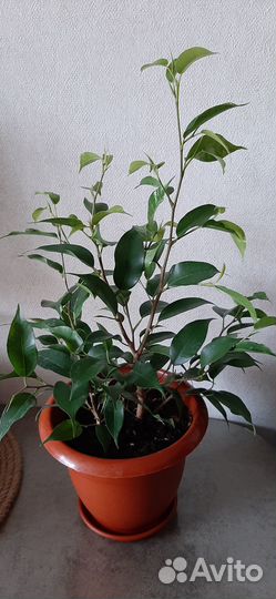 Фикус бенджамина