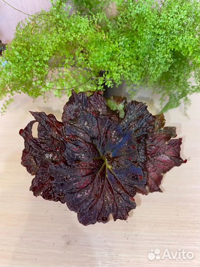 Бегония Бис сорта