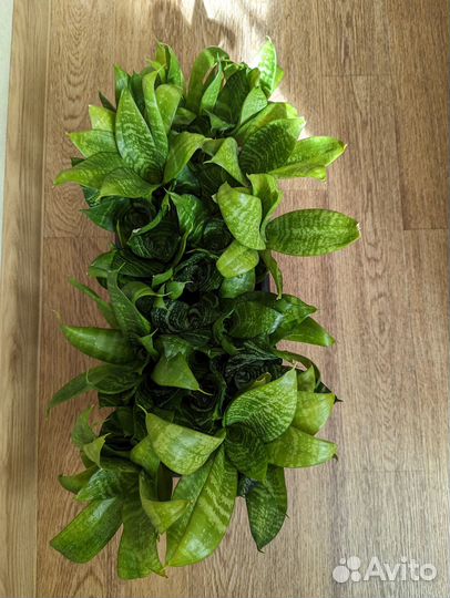 Сансевиерия ханни 33 шт в горшке