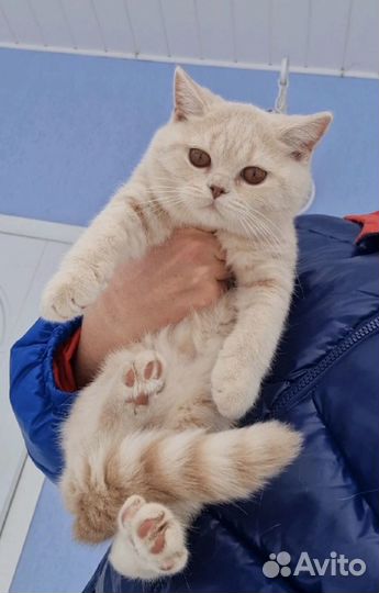 Британские котята