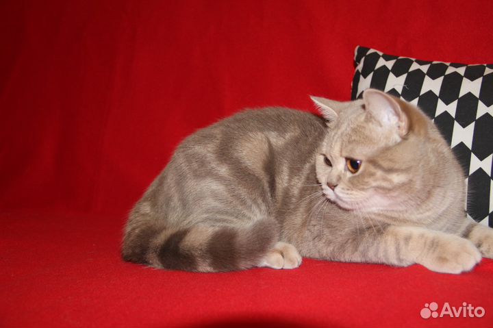 Котик для вязки