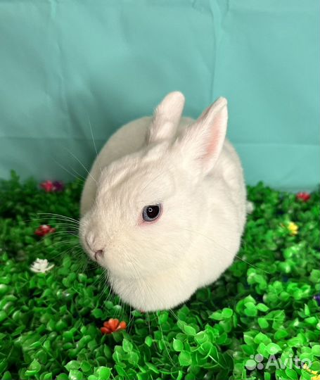 Кролик гермелин
