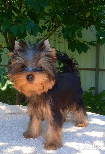 Очень красивый мальчик