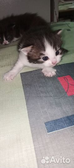 Котята в добрые руки 1 месяц