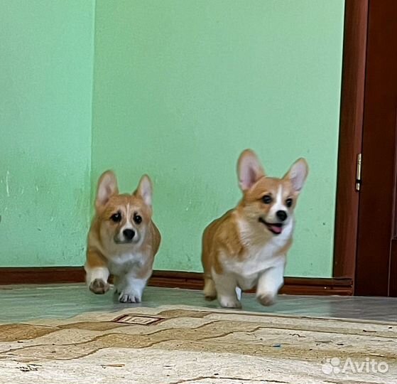 Вельш корги щенки