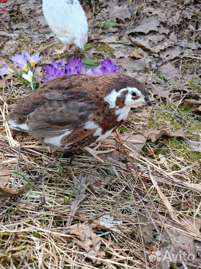 Инкубационное яйцо перепелок Селадон