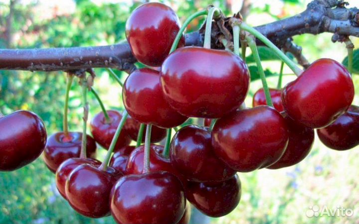 Саженцы черевишни Чудо-вишня