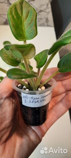 Детки фиалки нд уральские самоцветы