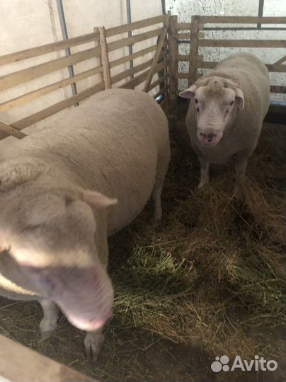Овцы (ягнята) ташлинская порода и порода тексель