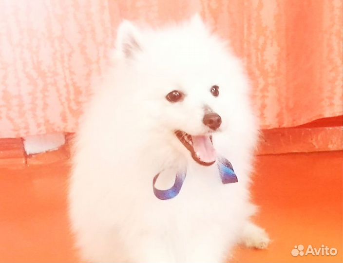 Японский шпиц мальчик