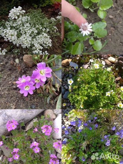 Альпийцы и почвопокровники