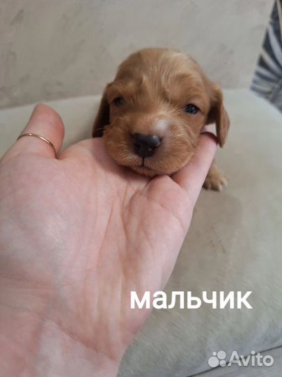 Щенки русского спаниеля