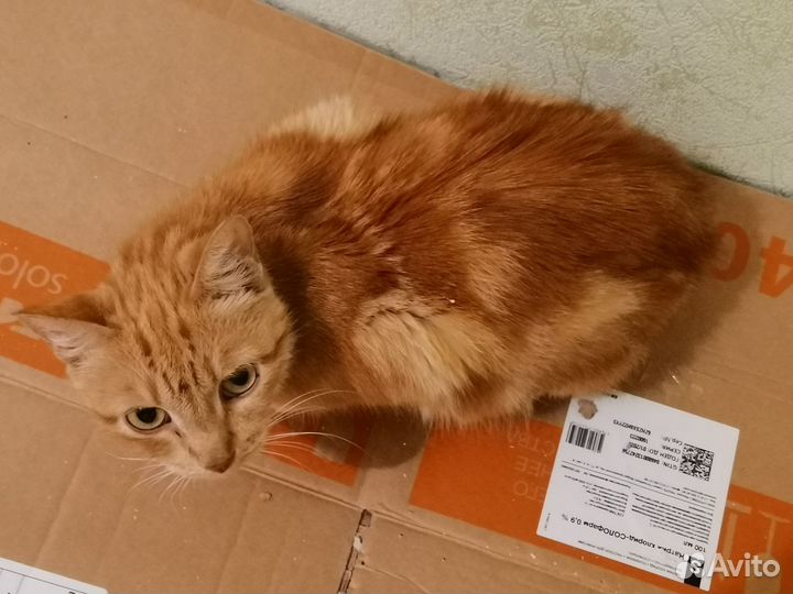 Кошечки ищут вас