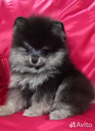 Щенки шпица