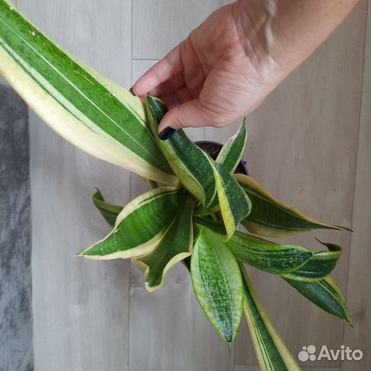 Укорененные растения