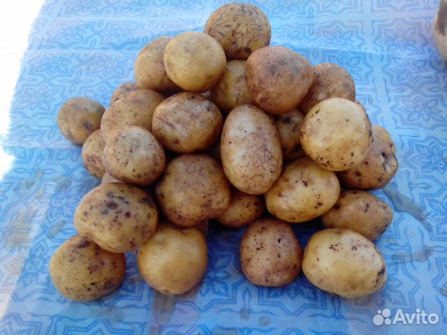 Домашний картофель синеглазка купить в Санкт-Петербурге | Товары для ...