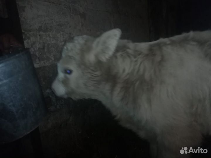 Бычок и телка