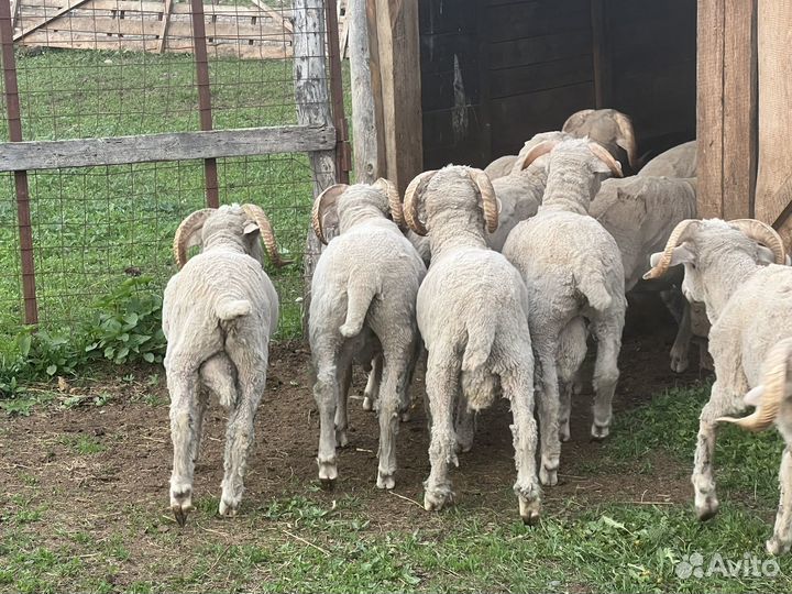 Овцы бараны ягнята