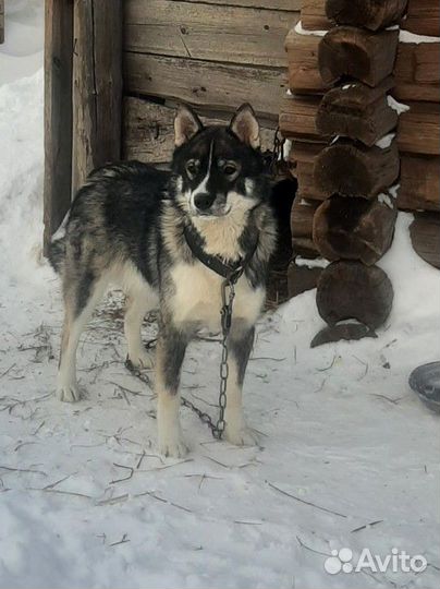 Собака в добрые руки отдам бесплатно