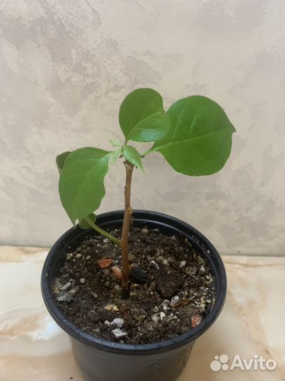 Бугенвиллия