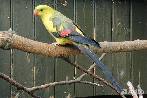 Горный попугай