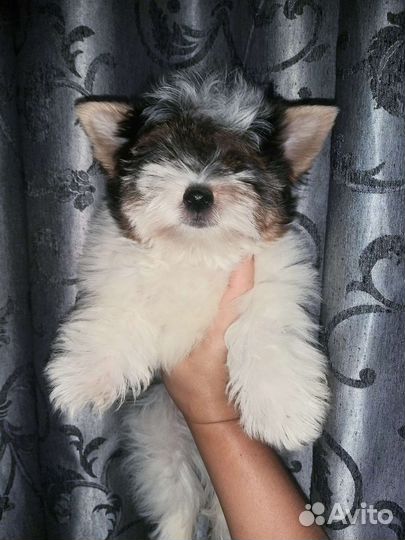 Малыш Бивер