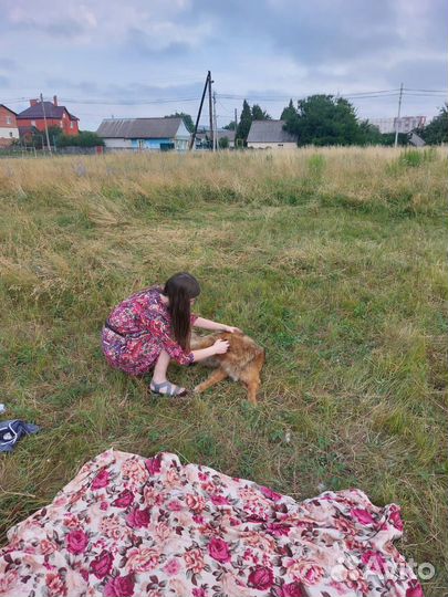 Передержка животных