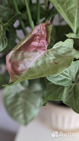 Сингониумы