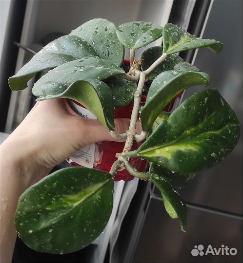 Hoya obovata variegata splash