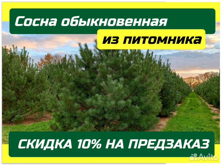 Саженцы Сосна обыкновенная крупномер доставка от 2