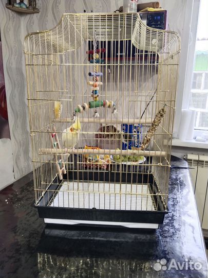 Попугай корелла с клеткой