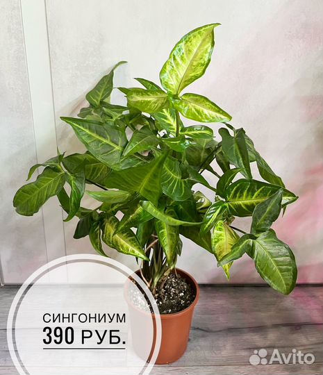 Комнатные растения