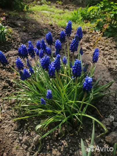 Мускари, гелиопсис,бадан, ветреница, вербейник