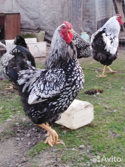 Виандот(инкуб. Яйцо)