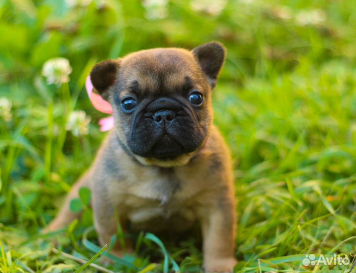 Французский бульдог щенок девочка