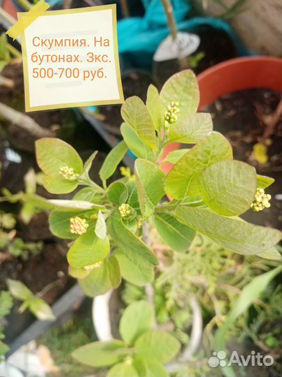 Скумпия, лаванда, лавровый лист