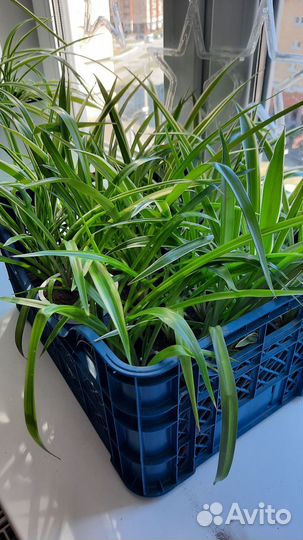 Хлорофитум пальма