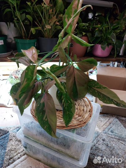 Сингониум триколор