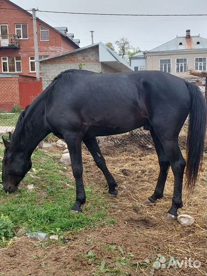 Карачаевский жеребец