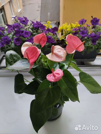 Антуриум Sweet Dream