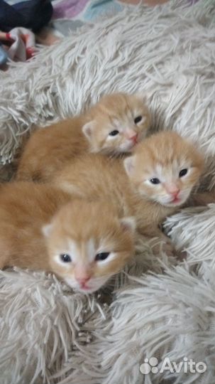 Котята в добрые руки бесплатно